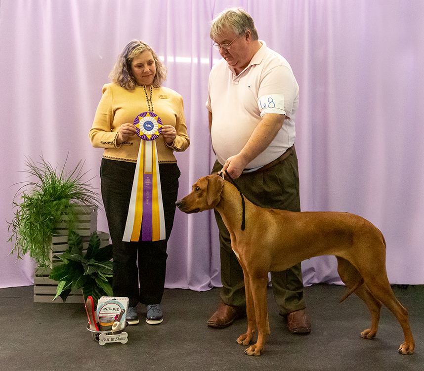 Lucy - BIS UKC 2018